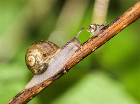 Snail Magic: Unleashing the Power of Gastropods